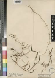 Image result for Poecilostachys oplismenoides