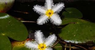 Image result for Nymphoides thunbergiana