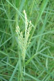 Image result for Panicum repens