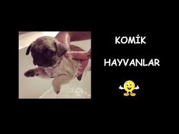 komik hayvan videolari izle komik komik hayvanlar hayvanlar