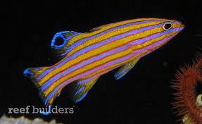 We did not find results for: Five Of The Rarest Marine Aquarium Fish Featured Creature