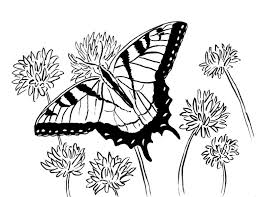 Hand drawn insect for posters or prints decoration. Swallowtail Butterfly Coloring Page Art Starts