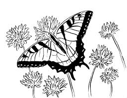 Coloring is a hobby all of us can get behind—children and adults alike! Swallowtail Butterfly Coloring Page Art Starts