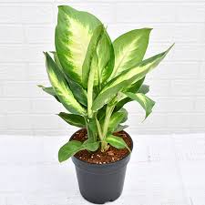 Buy Dieffenbachia Maculata Plant Online At Nurserylive Best Plants At Lowest Price In 2020 Plants Cool Plants Repotting Plants