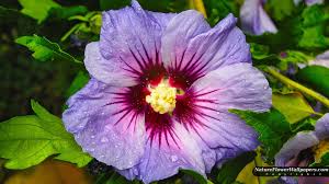 Purple Hibiscus Flower Wallpaper Hibiscus Purple Hibiscus Hibiscus Flowers