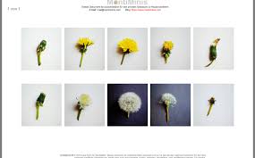 Pin Von Tonia Steigleder Auf Lowenzahn Lowenzahn Pusteblume Montessori