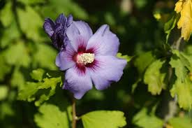 Hibiskus sollte im garten nach möglichkeit nur im frühjahr gepflanzt werden, damit er bis zum ersten allerdings verträgt der gartenhibiskus (hibiscus syriacus) ein umsetzen nur schlecht, wenn. Hibiskus Schneiden Ruckschnitt Des Gartenhibiskus Im Herbst Hausgarten Net