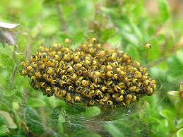 I like the bit where you found out after, that is exactly my approach to these matters! The Spider Bite Wikipedia