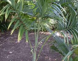 Image result for Chamaedorea radicalis