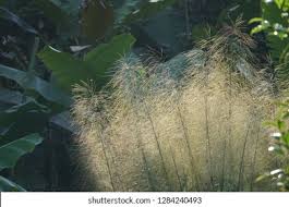 Image result for Phragmites karka