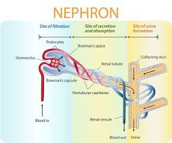 basic process of urine formation and function of nephron