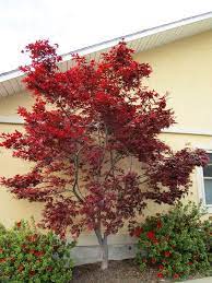 Apr 03, 2018 · to achieve this, prune away all but a single strong leader (or for multi trunk, a few select branching stems) when the tree is very young. Monrovia On Twitter Japanese Maple Tree Maple Tree Varieties Japanese Maple Tree Varieties