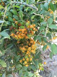 Image result for Pereskia aculeata