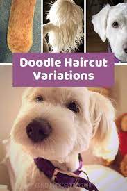 Also worth noting, is that the face, ear, and tail hair can all be cut to a different length than the body with a puppy cut. Doodle Haircuts To Swoon Over Tons Of Pictures