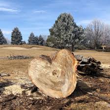 Project cost guides · local & trusted pros · 10 million+ reviews Tree Care Removal Services Longmont Boulder Co Western Cut Tree Care