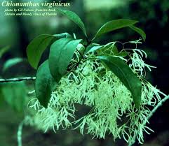 Image result for Chionanthus foveolatus