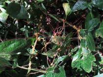 Image result for Cuscuta kilimanjari