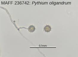 Image result for Pseudognaphalium oligandrum