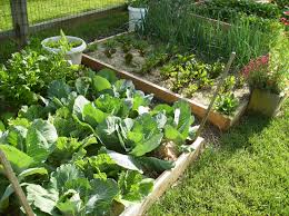 How to create a raised vegetable garden. How To Create A Raised Bed Vegetable Garden The Poetic Vegetable Garden