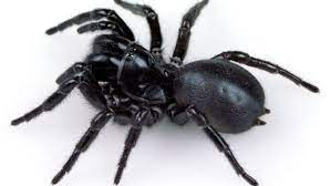 World S Deadliest Spider May Actually Help Save Its Own Victims Funnel Web Spider Dangerous Spiders Spider