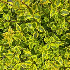 Image result for Albertisia exelliana