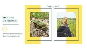 Please, try to prove me wrong i dare you. Canada S Oil Sands Innovation Alliance Cosia Trivia Can You Tell The Difference Between Frogs And Toads Frogs Have Smooth Moist Looking Skin While Toads Have Bumpy Dry Looking Skin Impress Your Friends