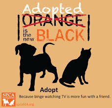 Adopted The New Black Pet Adoption Adoption Animal Shelter