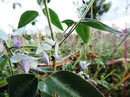 Image result for Desmodium uncinatum