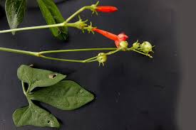 Image result for Ipomoea hederifolia