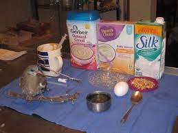 What Can I Feed Orphan Baby Wild Doves Pigeons