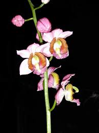 Image result for Bulbophyllum humblotii