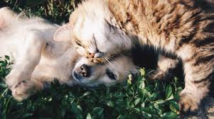 24 veterinary clinic near me. Animal League Opens Low Cost Animal Clinic In Leesburg Fl