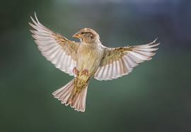 Beautiful Birds In Flight Images Photo Story Birds In Flight Photography Female House Sparrow Martin Belan Birds Flying Photography Flying Photography Birds Flying