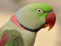 Actor Robo Shankar Fined ₹2.5 Lakh For Possessing Alexandrine Parakeets -  The Hindu