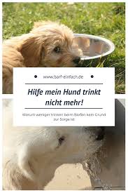 Hilfe Mein Hund Trinkt Nicht Mehr Barf Einfach Hunde Hunde Ernahrung Alles Fur Den Hund