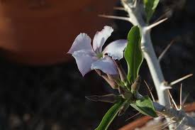 Image result for Pachypodium lealii