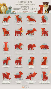 data chart read your dogs body language with this handy