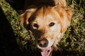 If you're unsure about getting a golden retriever, or if you're wanting more information, check out these articles: Golden Retriever Breeders In Maine Reviewed Breeder Review