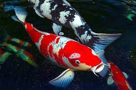 I have reordered another bag already. 15 Curiosities Of The Koi Fish The Japanese Carp 2021