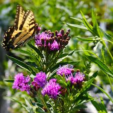 Image result for Vernonia natalensis