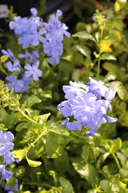Image result for Plumbago