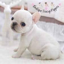 Image Result For Miniature French Bulldog French Bulldog Puppies French Bulldog Breeders Bulldog Puppies