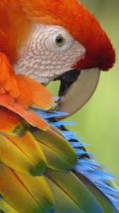 Birds Of A Feather Song Download Parrot Passaros Da Amazonia Papagaio Pinturas De Passaros