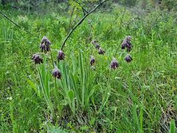 Image result for Boraginaceae