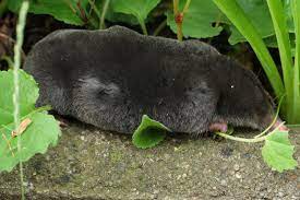 Maulwurf Talpa Europaea