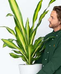Avoid using straight garden loam in your dracaena's pot, as such soil is often fertilizer and water. Dracaena 101 How To Care For Dracaenas Bloomscape