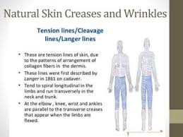 Module 5.1 Overview Of The Integumentary System Skin Structure Skin  Structure Skin Structure Skin Structure