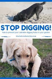 How To Stop A Dog From Digging Why Do Dogs Dig Holes Digging Dogs Puppy Proofing Dogs Digging Holes