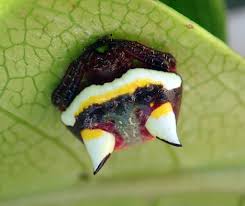 Image result for Poecilostachys