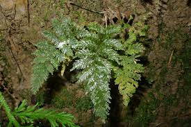 Image result for Abrodictyum